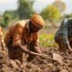 agriculture